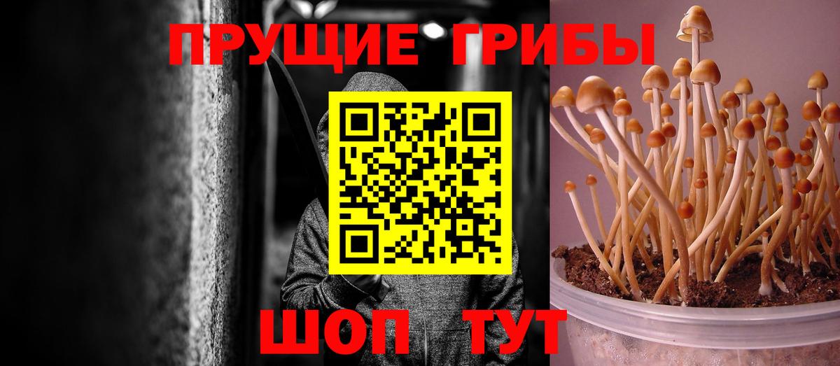 Галлюциногенные грибы Psilocybine cubensis Кандалакша